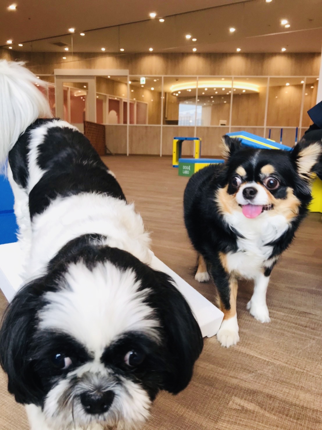 犬の幼稚園 入園説明会開催 Azem アゼム 北海道札幌市発寒のショッピングモール 釣り アウトドア ペット イタリアン