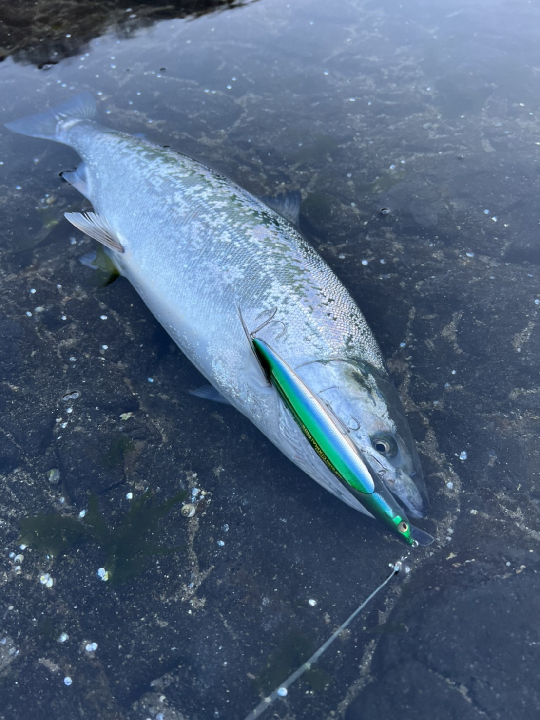 お客様よりサクラマスの釣果情報いただきました Azem アゼム 北海道札幌市発寒のショッピングモール 釣り アウトドア ペット イタリアン