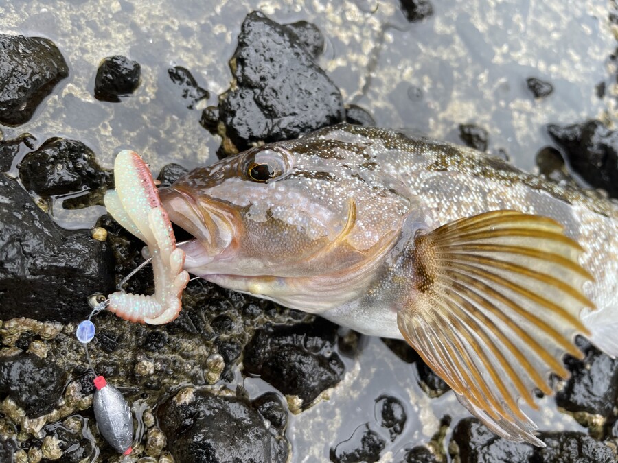 積丹方面のヒラメ、ロックフィッシュ！！｜AZem アゼム｜北海道札幌市