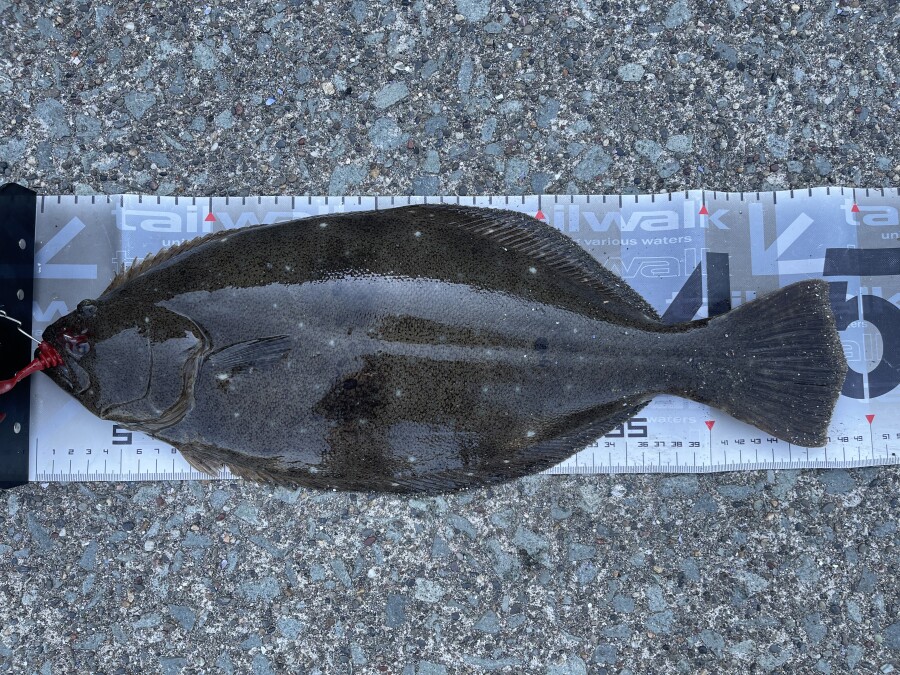 沖釣工房　日本海ヒラメ265 沖釣工房 日本海ヒラメ265